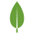 MongoDB logo